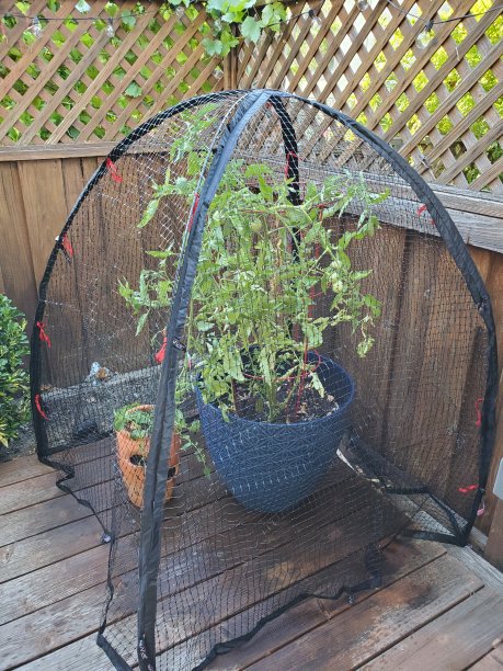 网箱番茄植物图片下载