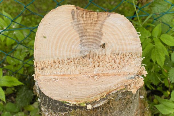 完美切割的树干的横截面图片下载