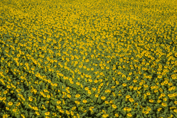 向日葵田图片下载