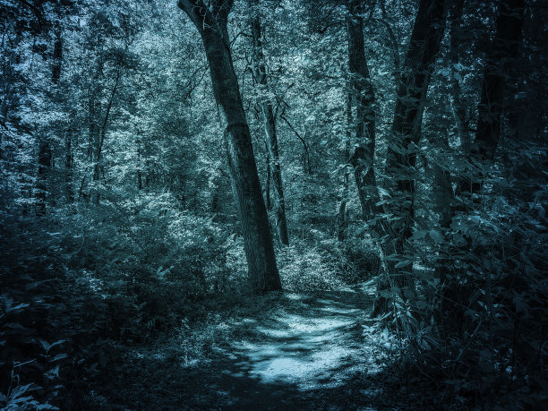 海蓝宝石森林-神秘的，田园诗般的童话蓝绿色林地图片下载