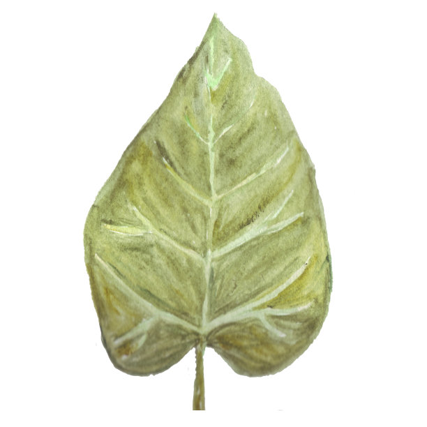 橙色马蹄莲绿叶婚礼花束。图片下载