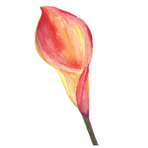 橙色马蹄莲花从婚礼花束。图片下载