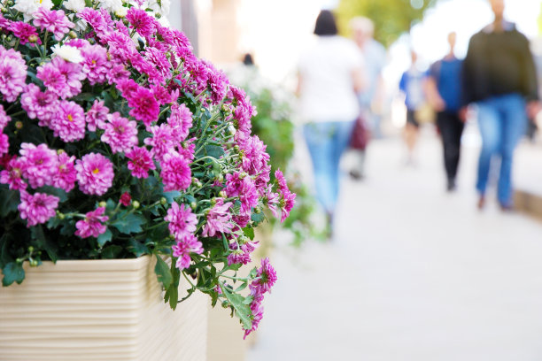 人行道上的紫色菊花，驱散了夏日街上行人的剪影图片下载
