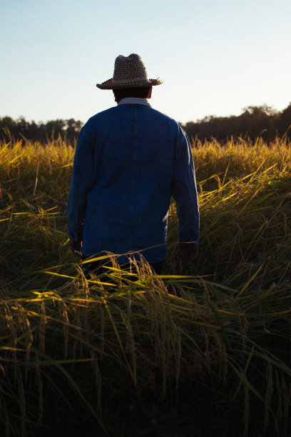 水稻的农民图片下载