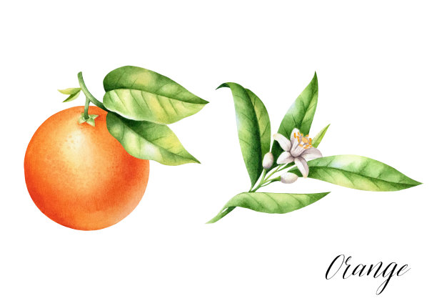 有叶和花枝的孤立橙子。水彩画的柑橘多汁的水果。图片下载