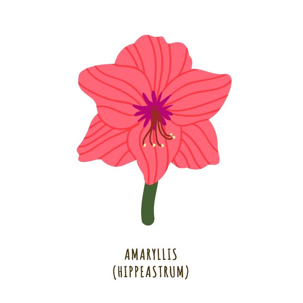 喇叭花的热带花朵图片下载