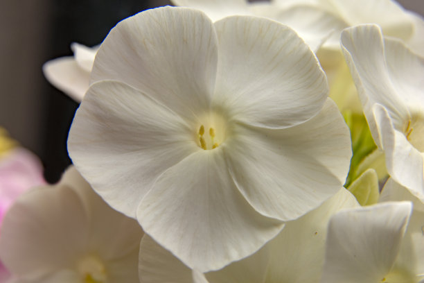 白色夹竹桃花的微距照片。纹理背景。图片下载