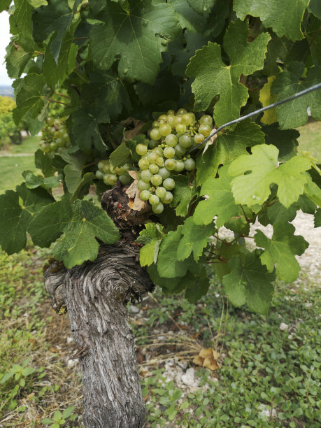 葡萄园里一串串葡萄的特写图片下载