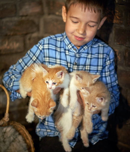 快乐的男孩抱着四只姜黄色的小猫图片下载