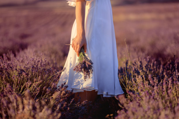 薰衣草地里的漂亮姑娘。夕阳下薰衣草田里的美女。——图片图片下载