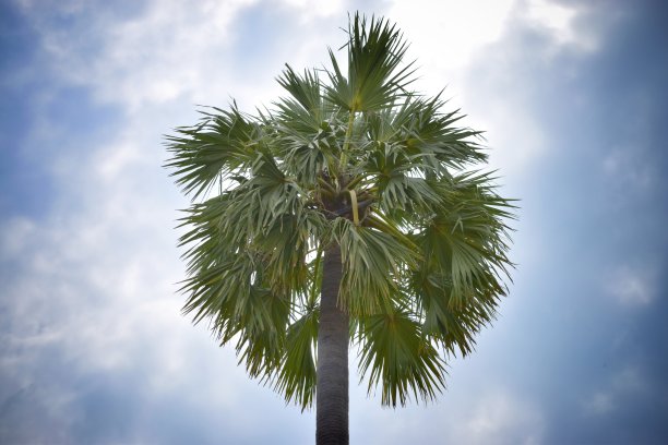 棕榈树的叶子天空蓝色的天空云多云的海滩图片下载