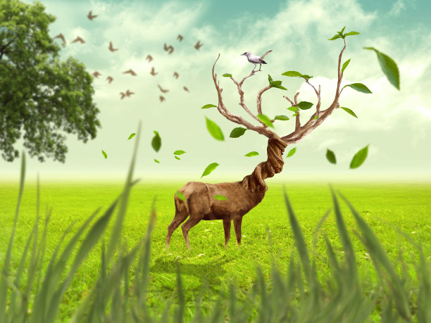 一只赤鹿走进大自然图片下载