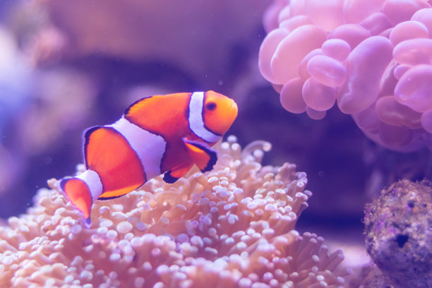 特写鱼缸里美丽的鱼类，以水生植物装饰为背景。鱼缸里五颜六色的鱼。图片下载