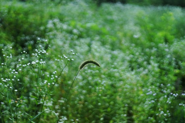 狐尾草图片下载