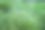狐尾草图片下载