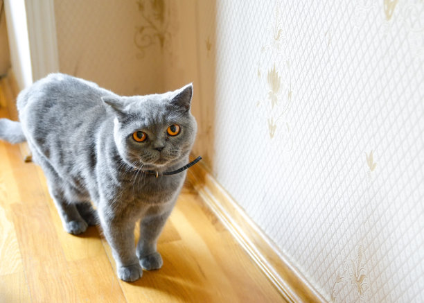 英国灰色短毛猫，内部有皮带图片下载