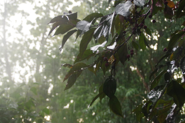 花园里雨水密集图片下载