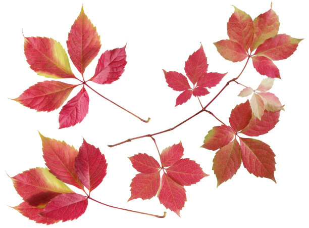 红色的秋天野葡萄枝与橙色的叶子设置孤立在白色的背景图片下载