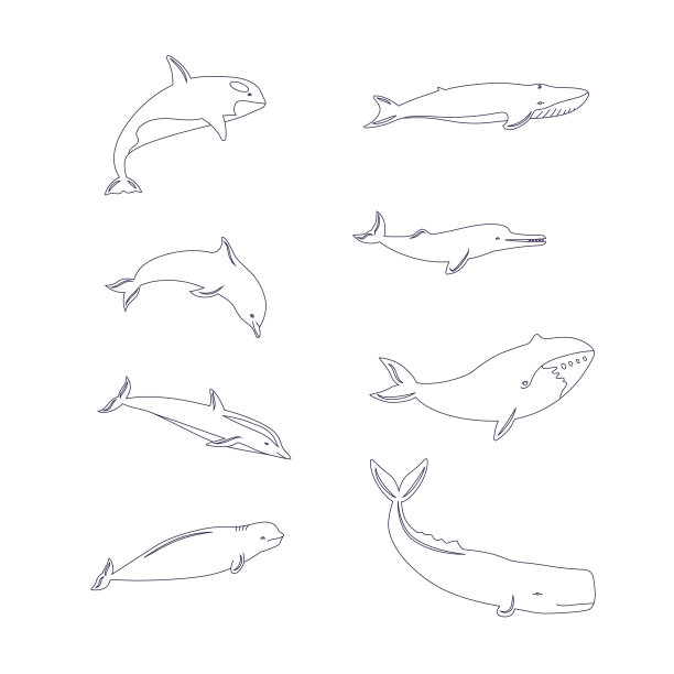 设置线条图标的鲸鱼，海豚。图片下载