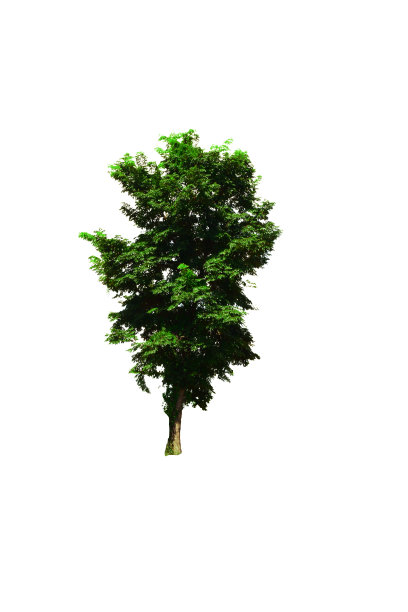 白色背景上那棵枝叶绿绿的棕色树被孤立了图片下载
