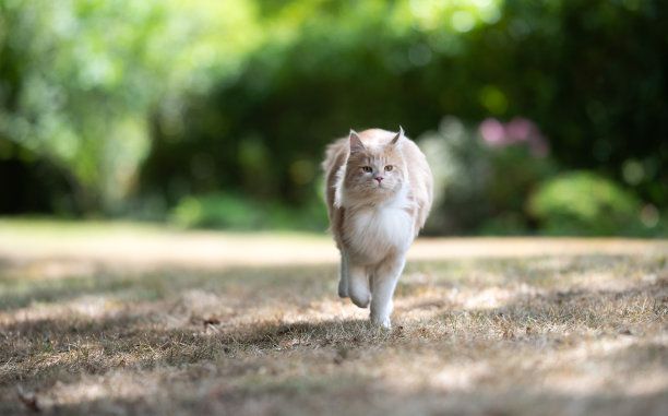 运行的猫图片下载