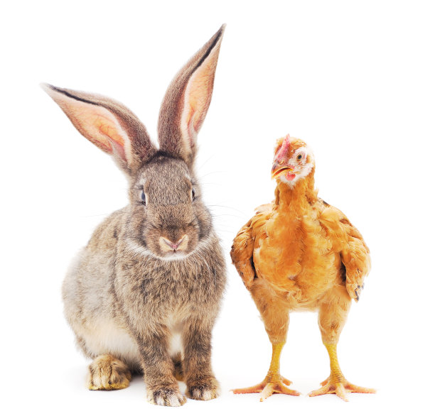 鸡和兔子。图片下载
