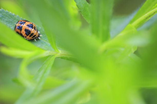 瓢虫幼虫昆虫特写图片下载