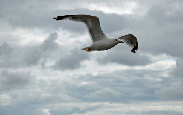 一只海鸥在多云的天空中飞翔，索斯沃尔德图片下载