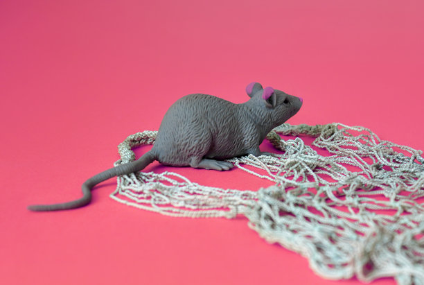 老鼠或大鼠和空的环保袋在粉红色的背景。副本的空间。购物理念、购物理念、宠物用品、宠物用品、生态、无塑料。图片下载