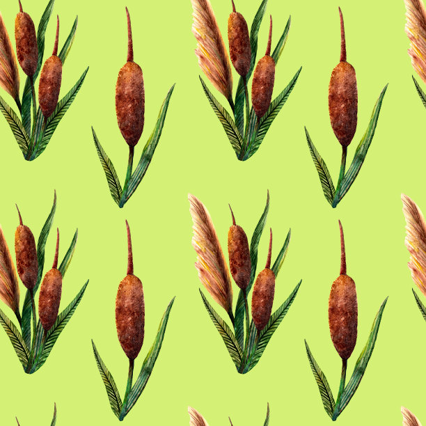 水彩沼泽植物和草本植物无缝模式与芦苇在浅绿色的背景。图片下载