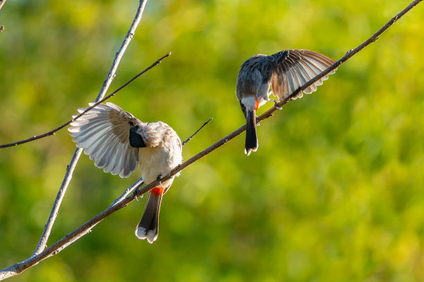 黄昏的阳光下，黑头鹎在栖木上梳理翅膀图片下载