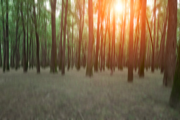 早晨阳光明媚的宁静森林图片下载