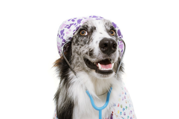 博德牧羊犬装扮成兽医，戴着听诊器和帽子，穿着病号服向上看。孤立在白色背景上。图片下载