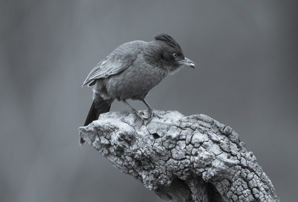 棕色卡乔洛特图片下载