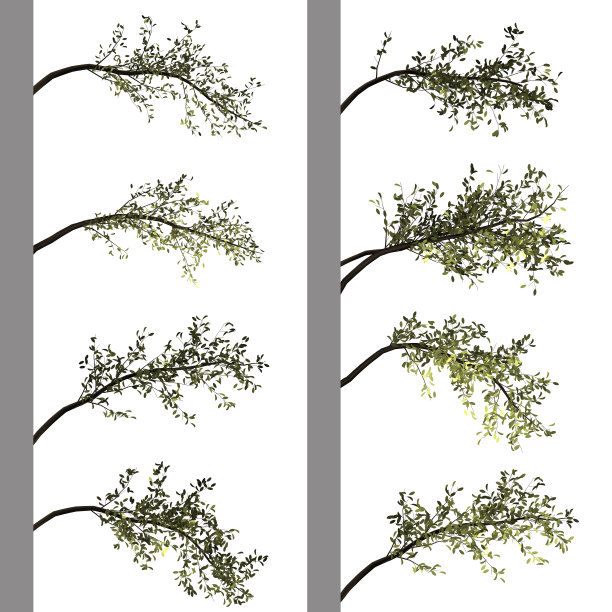 树枝的背景。3 d演示。白色背景隔离。自然与园林设计。图片下载
