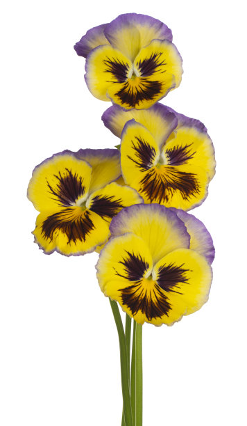 花孤立图片下载