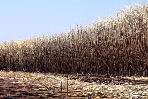 甘蔗种植园燃烧，甘蔗，甘蔗田被燃烧的收获，甘蔗农民农场的背景图片，甘蔗农业图片下载