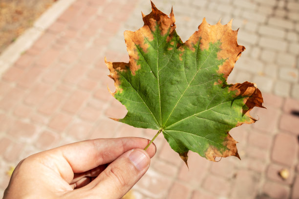 手握着叶子。秋季的概念。图片下载