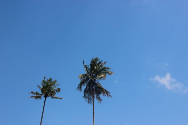 两棵棕榈树/晴朗的天空/蓝天/热带气候图片下载