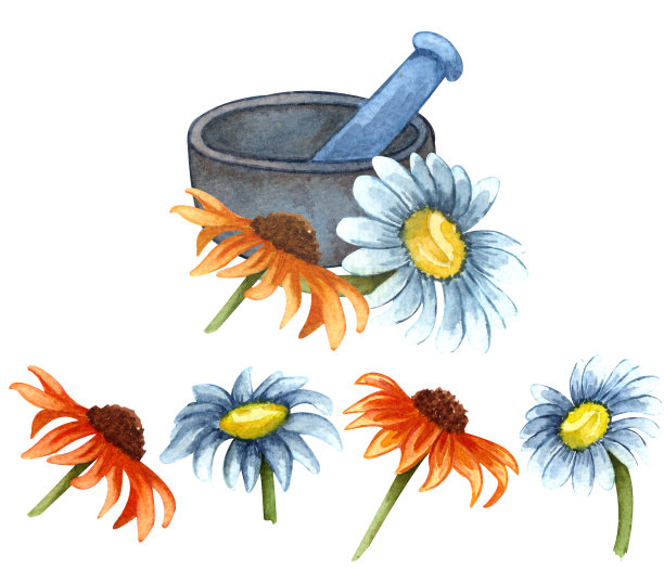 水彩药草(洋甘菊、金盏花)陶碗。复古手绘插图。图片下载