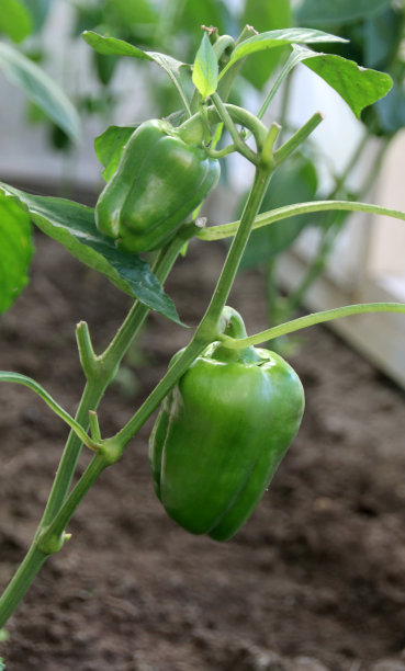 绿甜椒在地上的树枝上生长图片下载