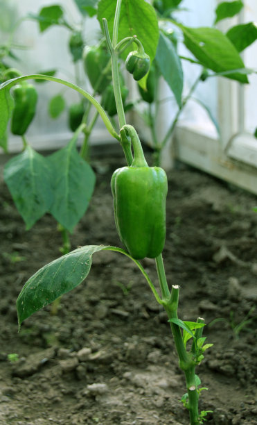 绿甜椒在地上的树枝上生长图片下载