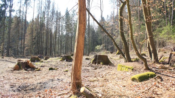 死云杉后云杉树皮甲虫灾难图片下载