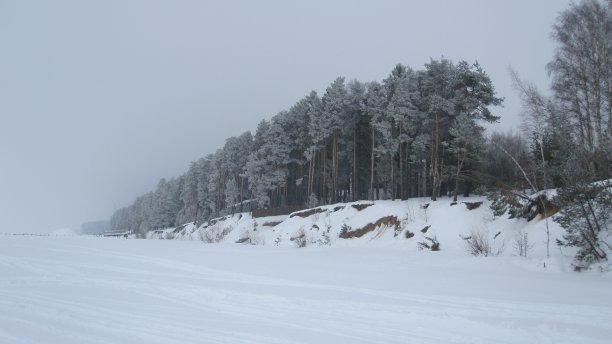 冬季森林图片下载