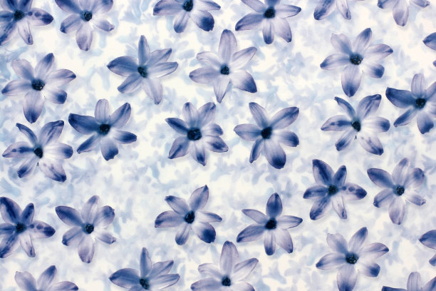 淡紫色花的背景图片下载