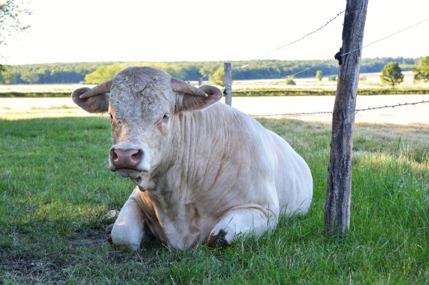 查罗莱斯布尔图片下载