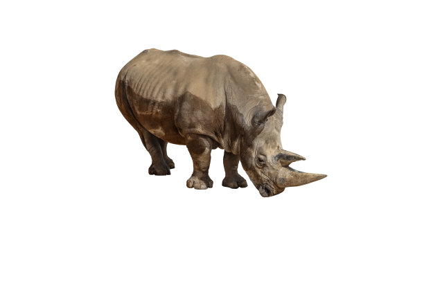 犀牛，犀牛动物和野生动物隔离图片下载