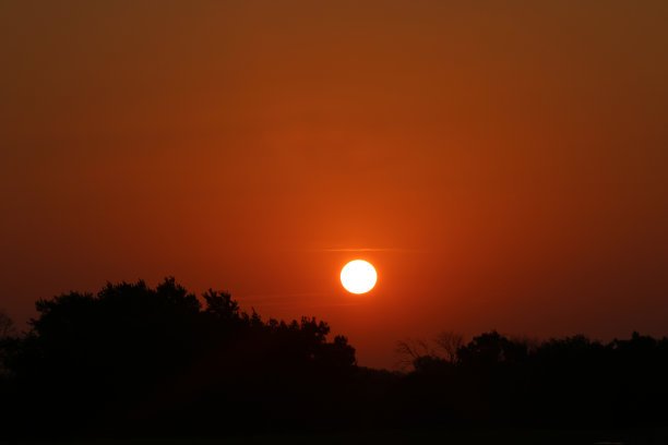 深橙色的日出在树木的剪影图片下载