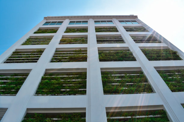 垂直的植物图片下载