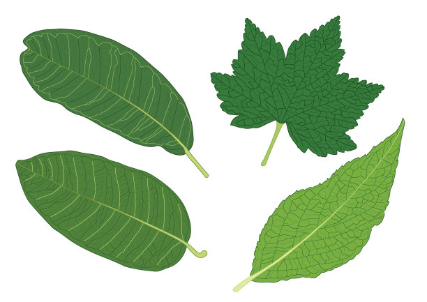 绿叶鲜抽象孤立在白色背景插图向量图片下载